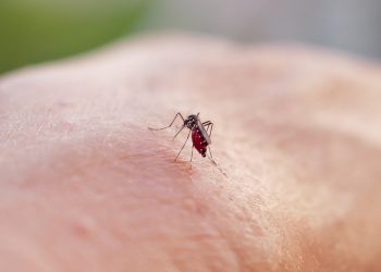 Alerte rouge : le moustique-tigre menace de déclencher une épidémie majeure en France