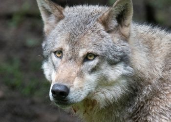 Accidentellement capturée en Normandie, la louve en bonne santé sera prochainement relâchée