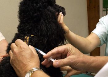 Assurance pour animaux : un marché en plein essor entre 10 et 70 euros par mois, mais attention aux pièges