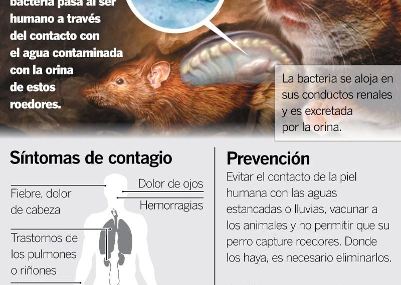 découvrez comment stéphanie rist se mobilise en première ligne face au hantavirus, ses actions et les mesures de prévention pour lutter contre ce virus.