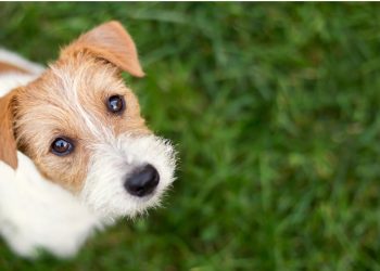 La mutuelle « tous risques » pour chien garantit-elle un remboursement intégral ?