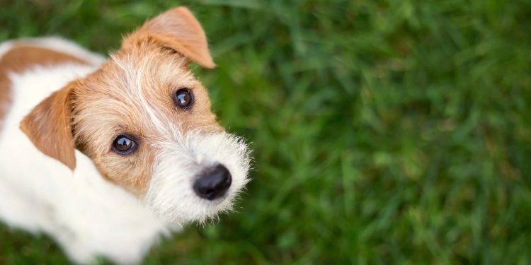 La mutuelle « tous risques » pour chien garantit-elle un remboursement intégral ?